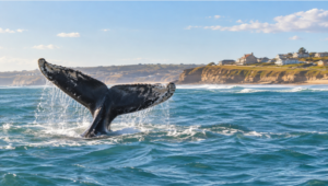 Mar del Sud celebra el Día de la Ballena Franca Austral con música, cine y actividades para toda la familia